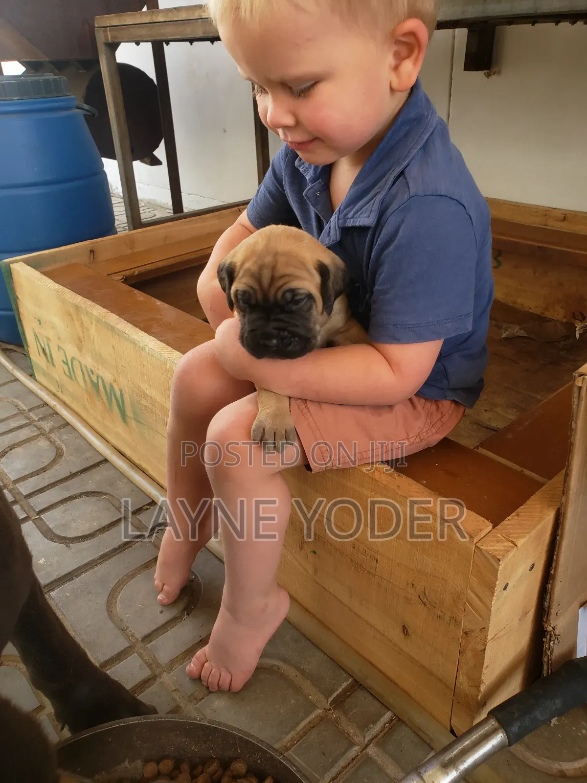 1-3 months Male Mixed Breed Cane Corso
