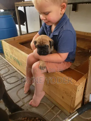 1-3 months Male Mixed Breed Cane Corso