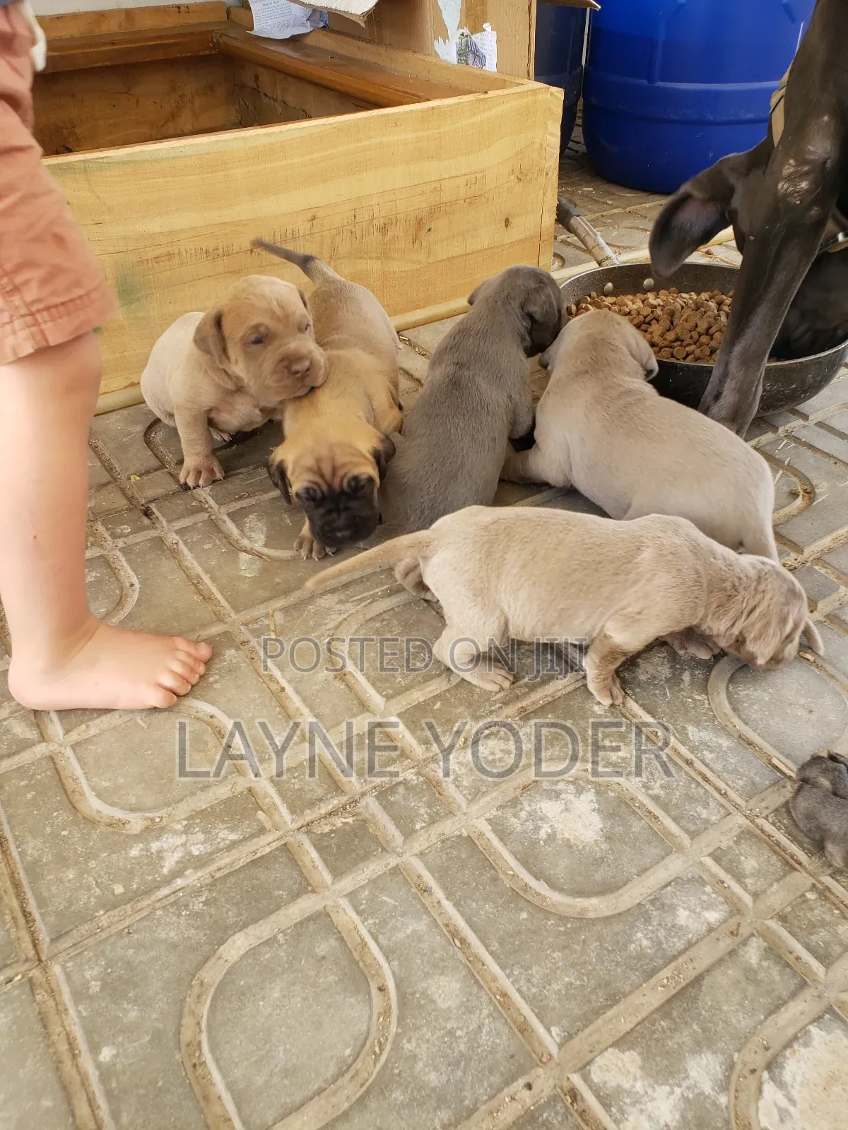 1-3 months Male Mixed Breed Cane Corso