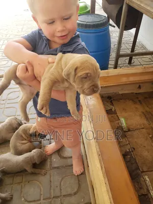 1-3 months Male Mixed Breed Cane Corso