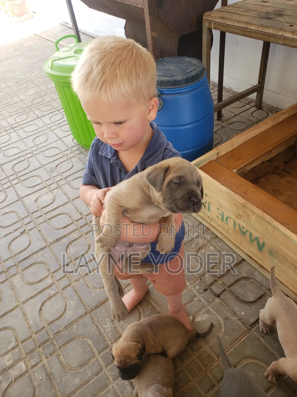 1-3 months Male Mixed Breed Cane Corso