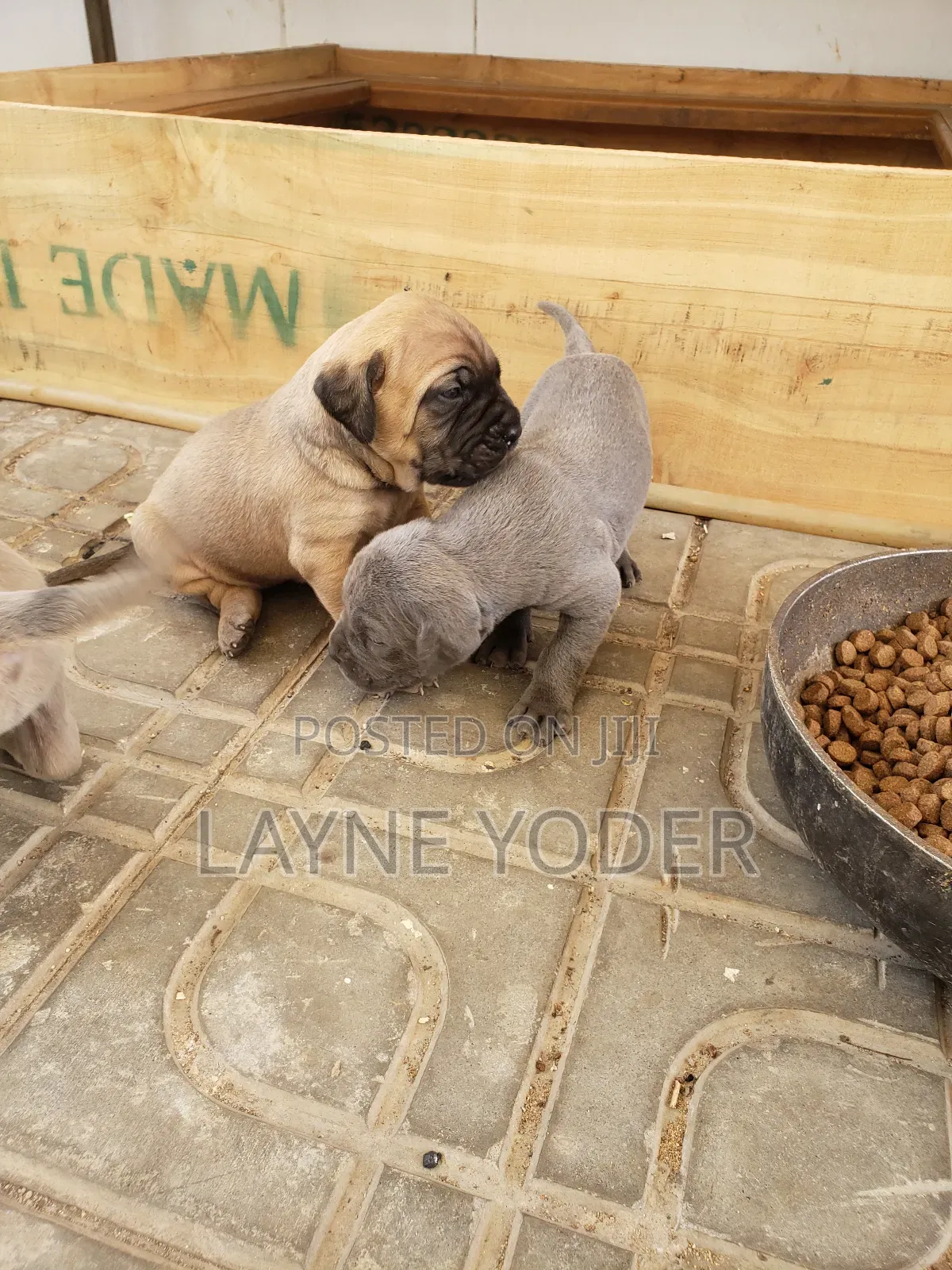 1-3 months Male Mixed Breed Cane Corso