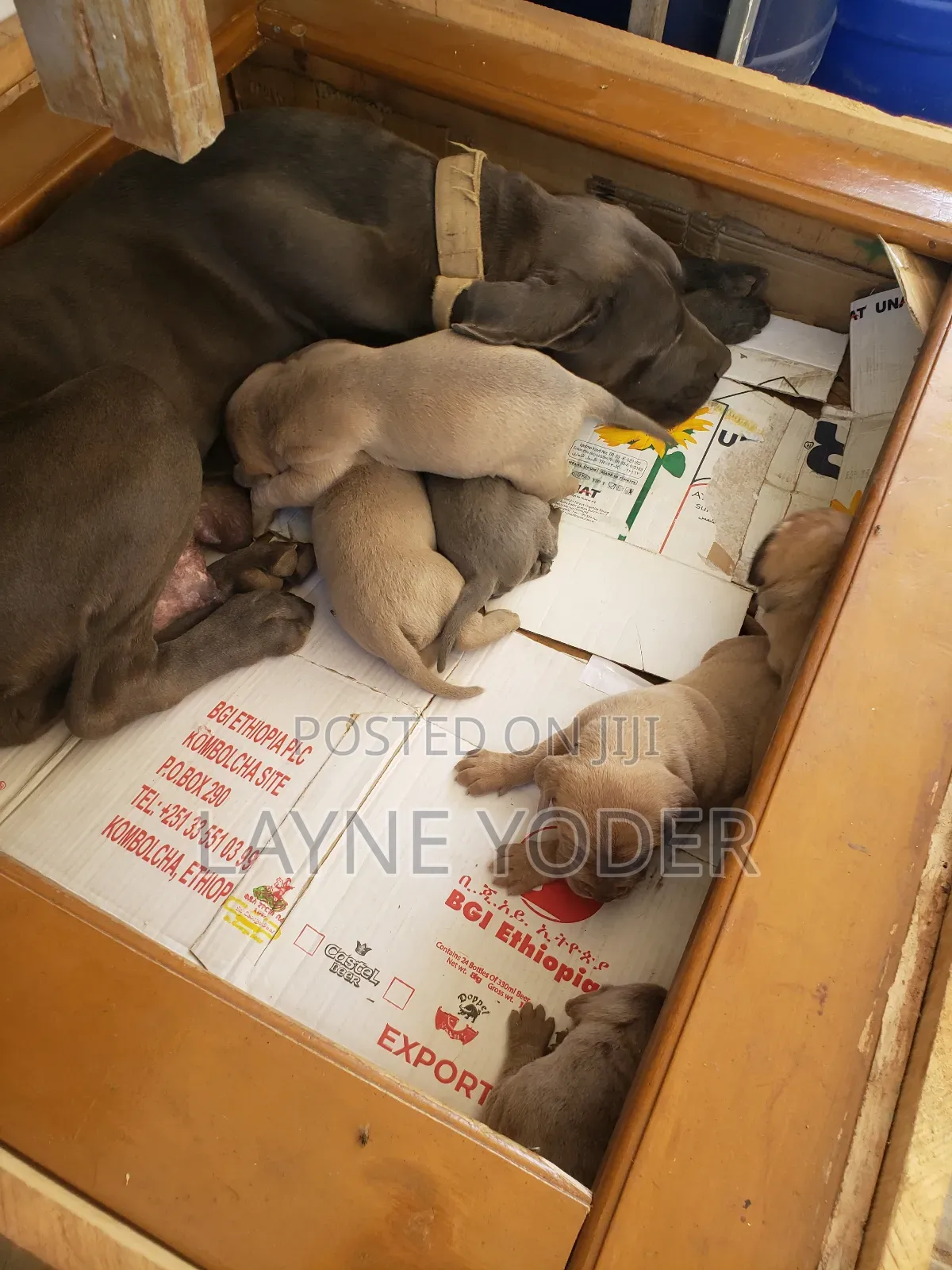 1-3 months Male Mixed Breed Cane Corso