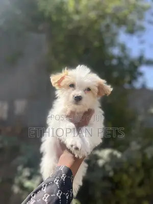 1-3 months Female Purebred Maltese