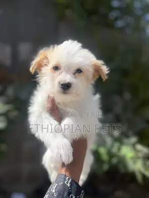 1-3 months Female Purebred Maltese