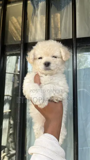 1-3 months Male Purebred Maltese