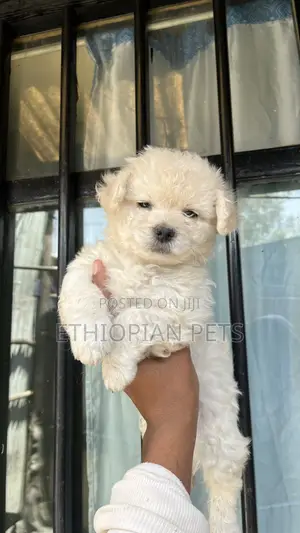 1-3 months Male Purebred Maltese