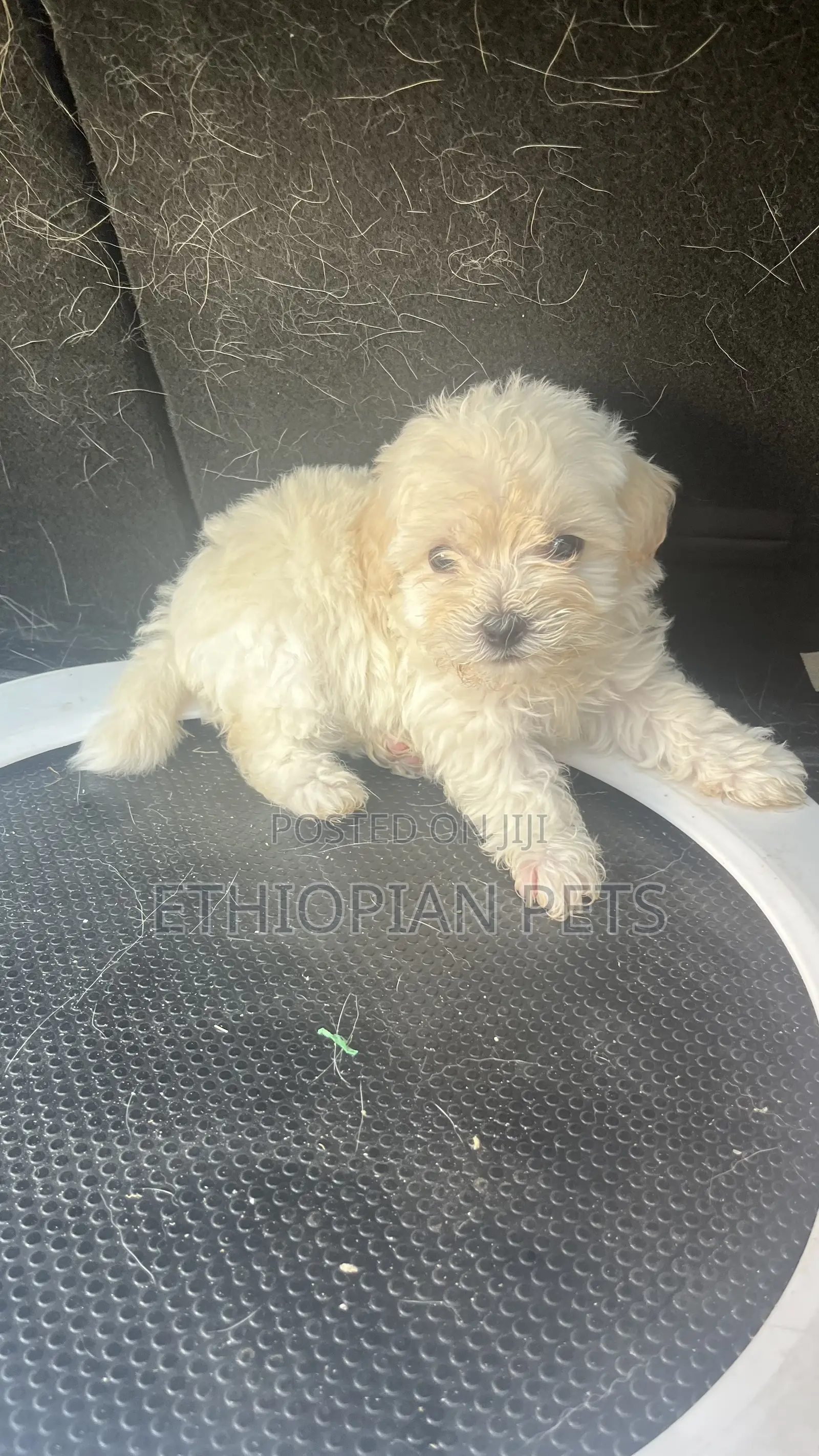 1-3 months Female Purebred Maltipoo