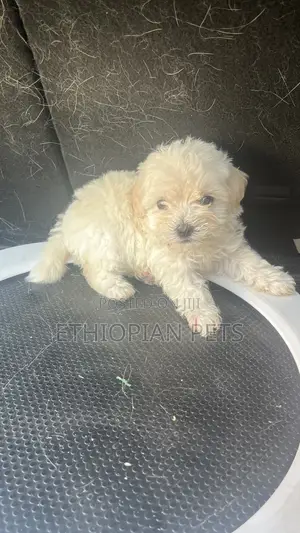 1-3 months Female Purebred Maltipoo