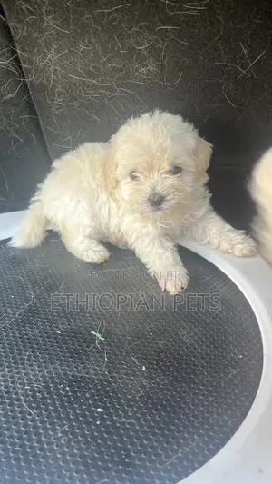 1-3 months Female Purebred Maltipoo