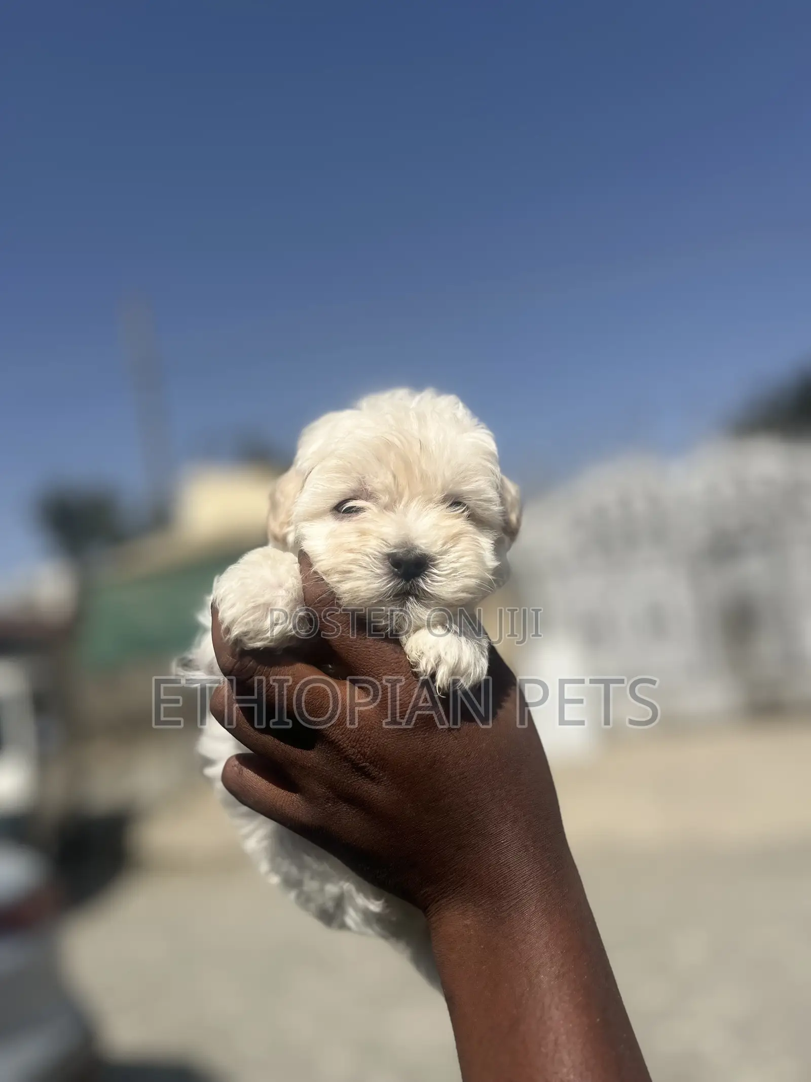 0-1 month Female Purebred Maltipoo