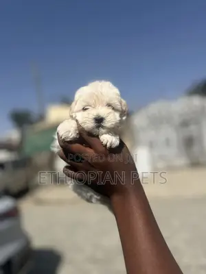 0-1 month Female Purebred Maltipoo