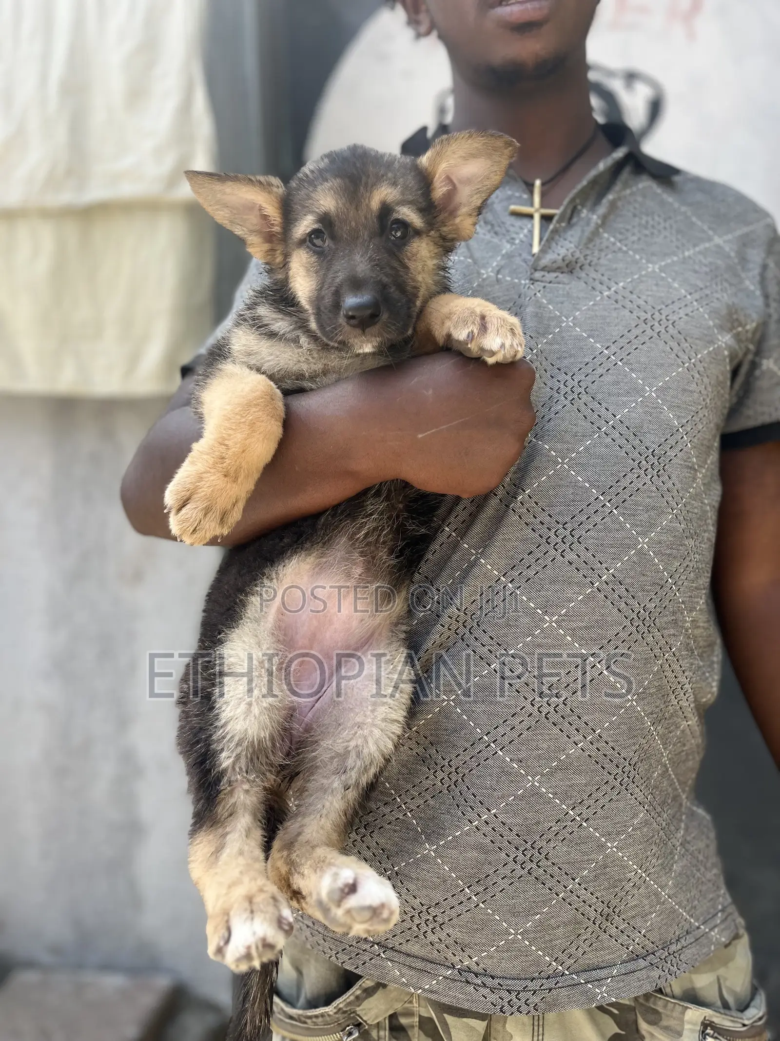 1-3 months Female Purebred German Shepherd