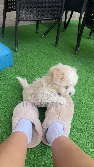 1-3 months Male Purebred Maltipoo