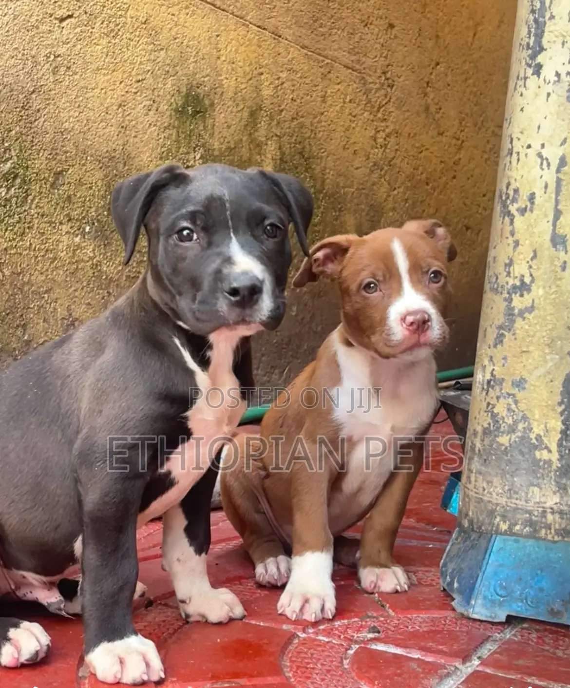 1-3 months Male Purebred American Bully