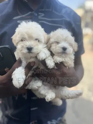 1-3 months Male Purebred Maltese
