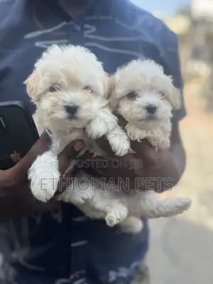 1-3 months Male Purebred Maltese