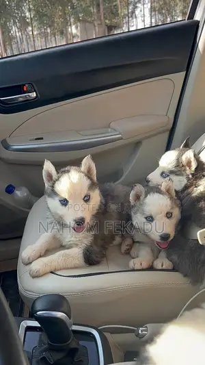 1-3 months Male Purebred Siberian Husky