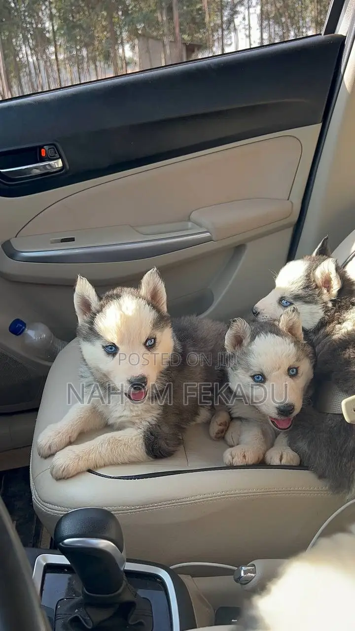 1-3 months Male Purebred Siberian Husky