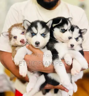 1-3 months Male Purebred Siberian Husky