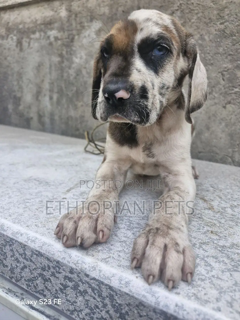 1-3 months Female Purebred Great Dane