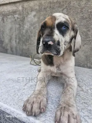 1-3 months Female Purebred Great Dane