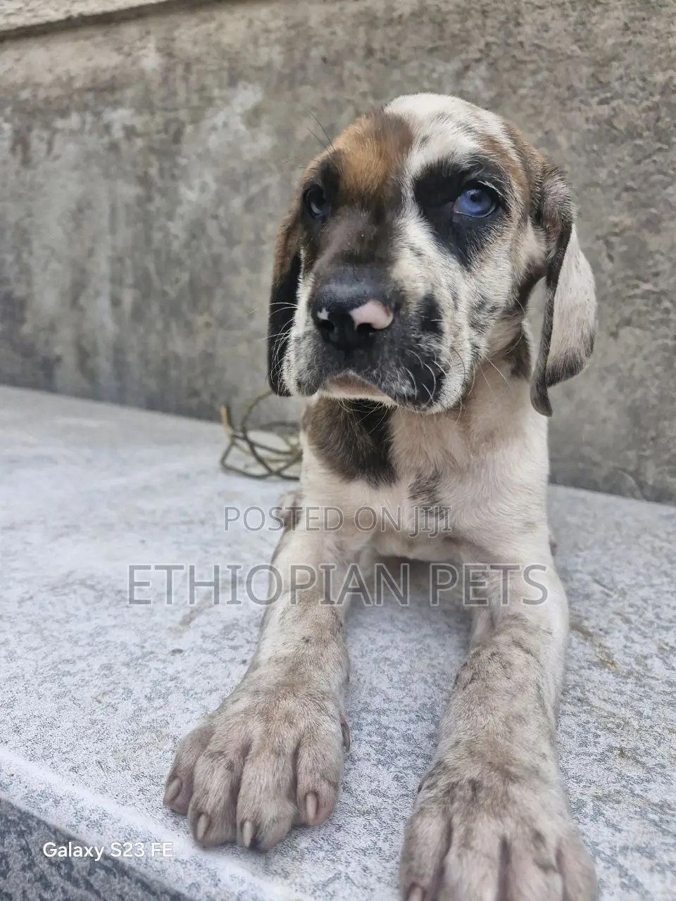 1-3 months Female Purebred Great Dane