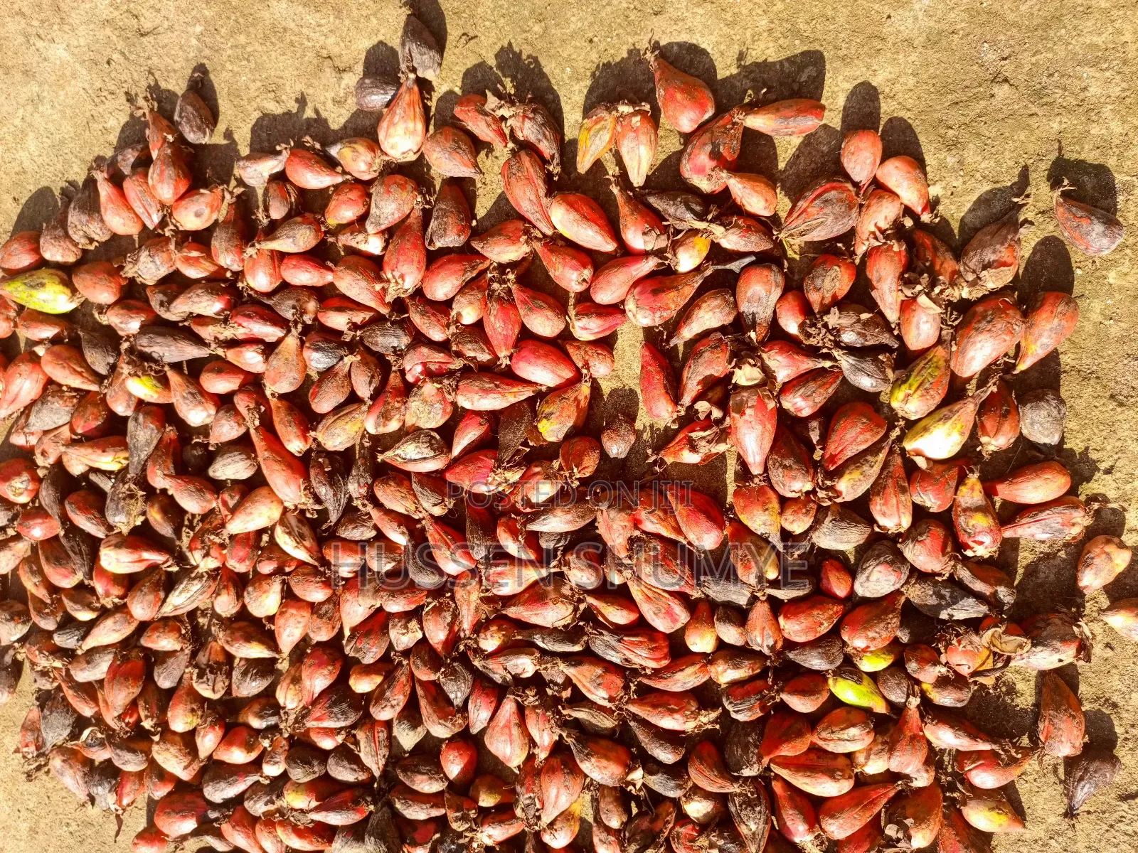 ኮረርሪማ Korerema