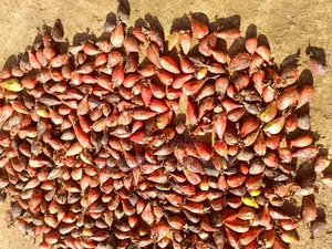 ኮረርሪማ Korerema