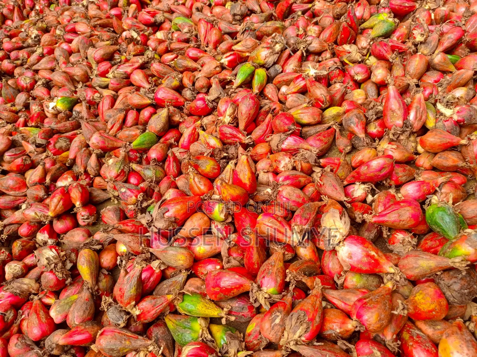 ኮረርሪማ Korerema