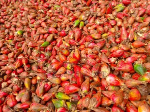 ኮረርሪማ Korerema