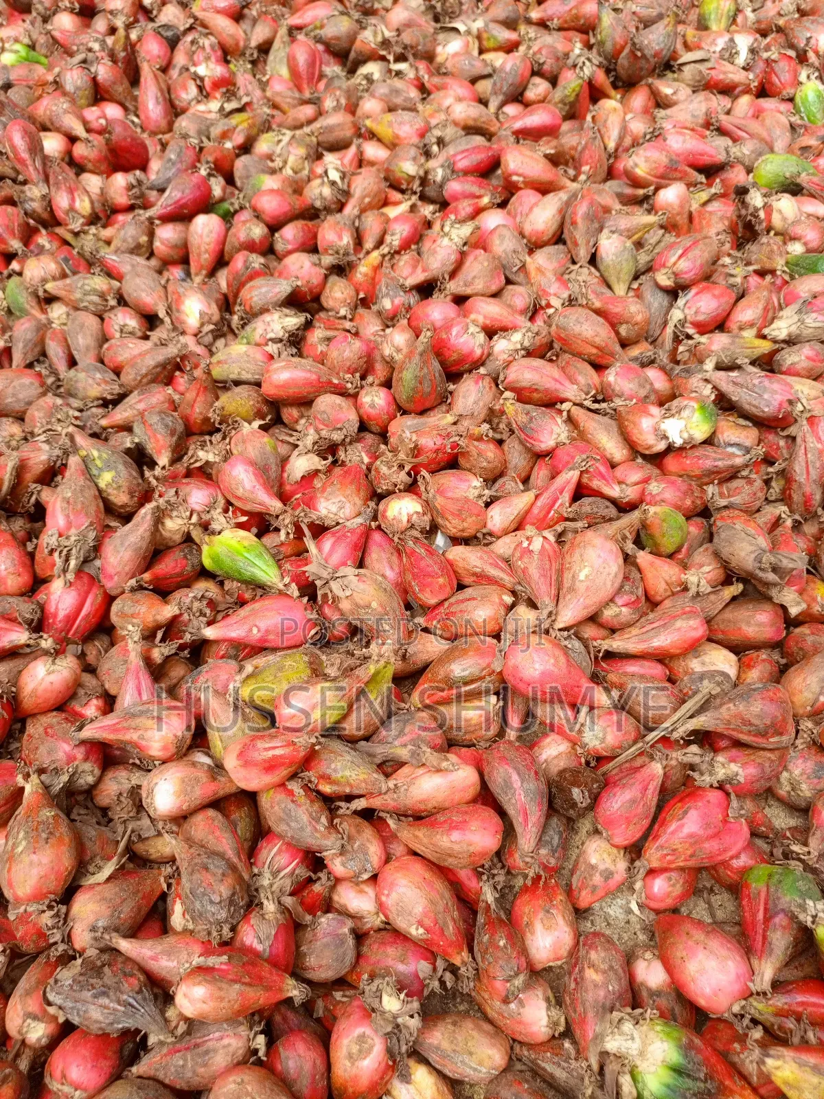 ኮረርሪማ Korerema