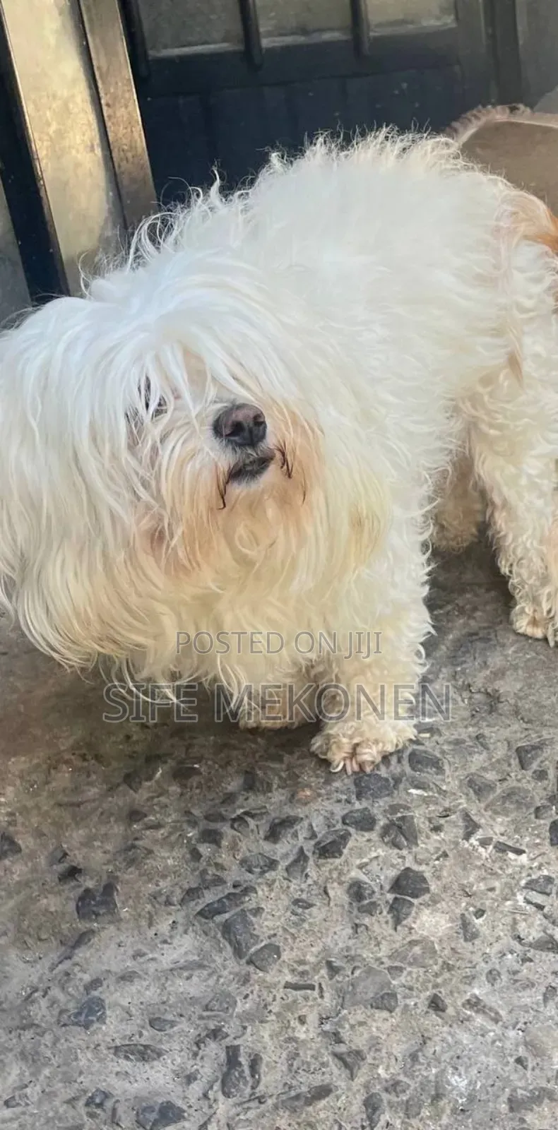 1-3 months Female Purebred Maltese