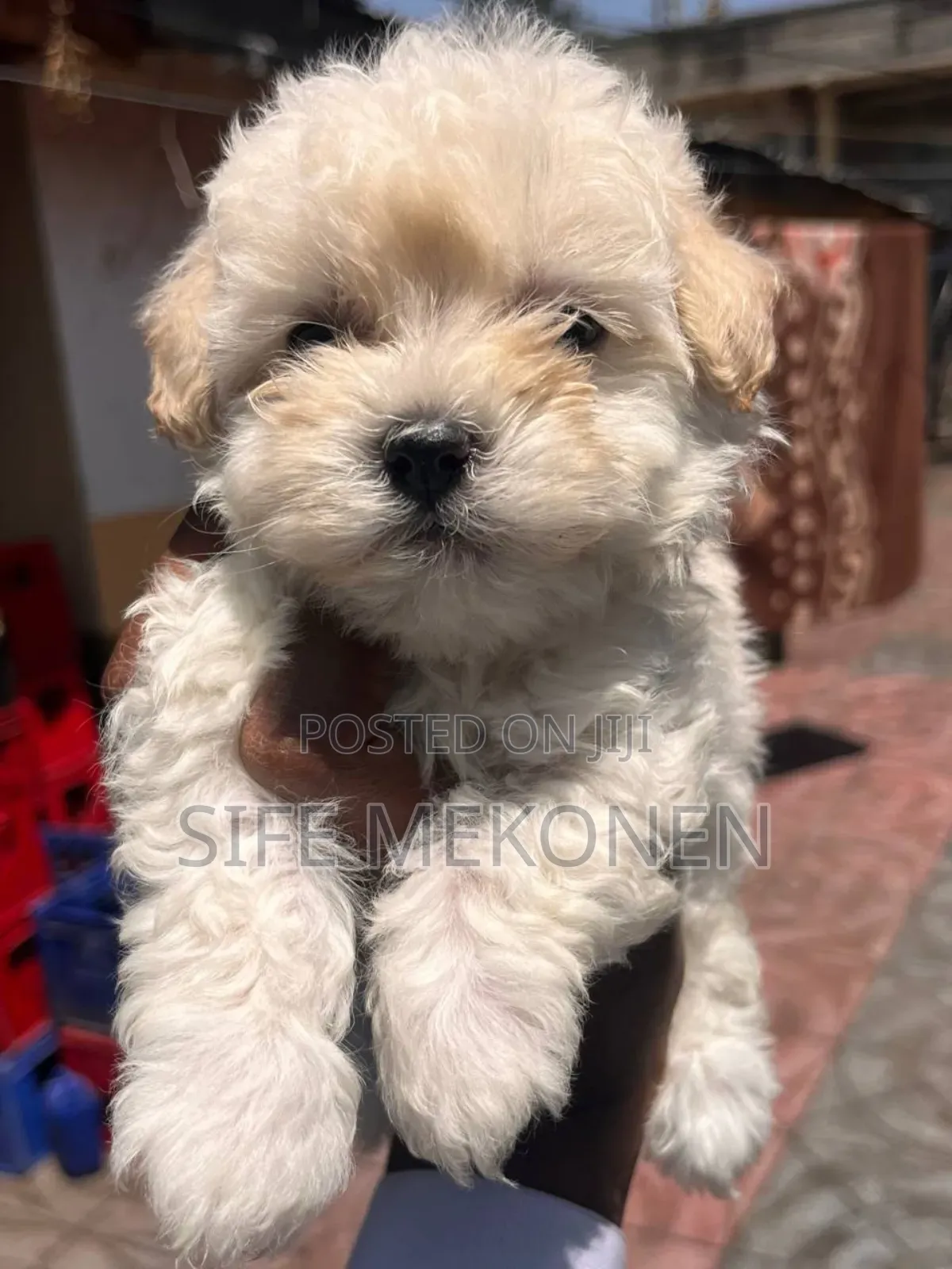 1-3 months Female Purebred Maltese
