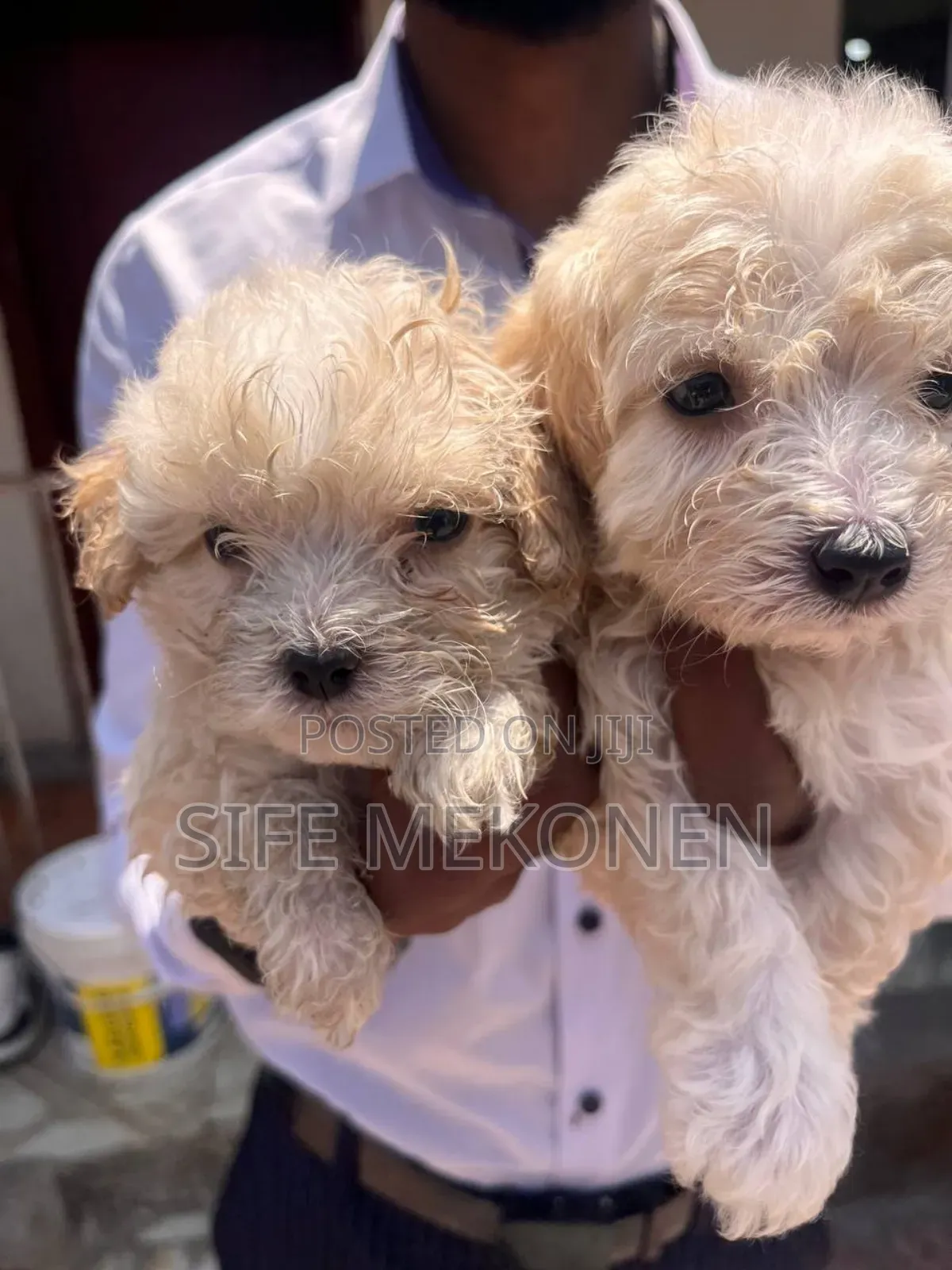 1-3 months Female Purebred Maltese