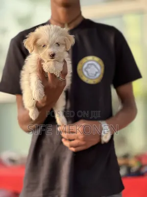 1-3 months Female Purebred Maltese