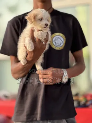 1-3 months Female Purebred Maltese