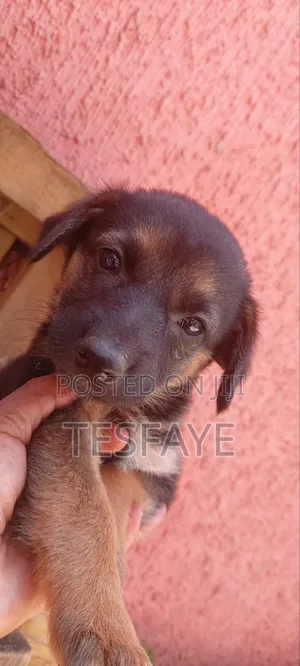 1-3 months Female Purebred German Shepherd