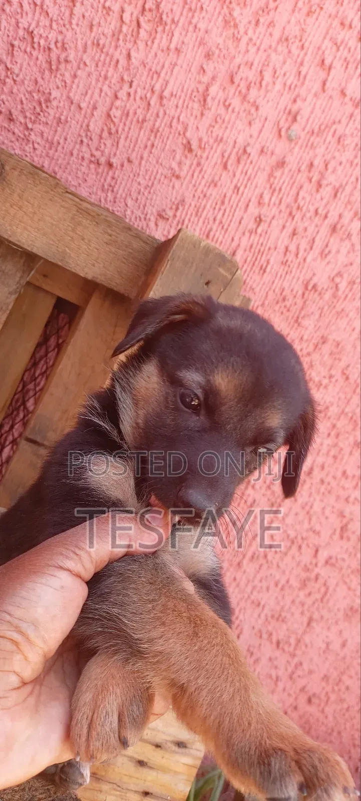 1-3 months Female Purebred German Shepherd