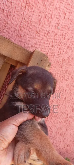 1-3 months Female Purebred German Shepherd