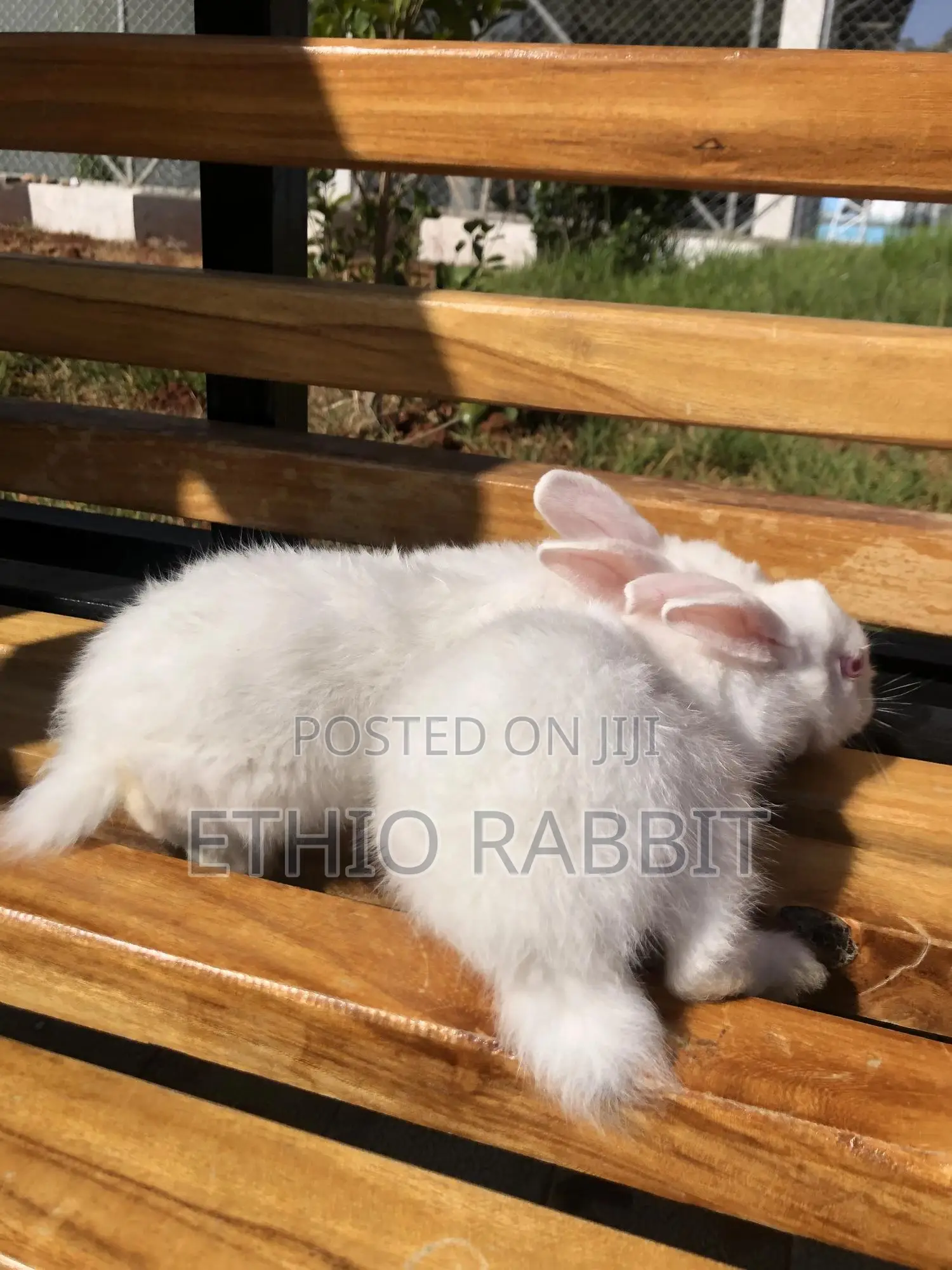 White New Zealand Rabbits