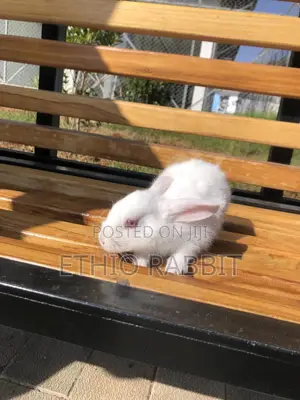 White New Zealand Rabbits