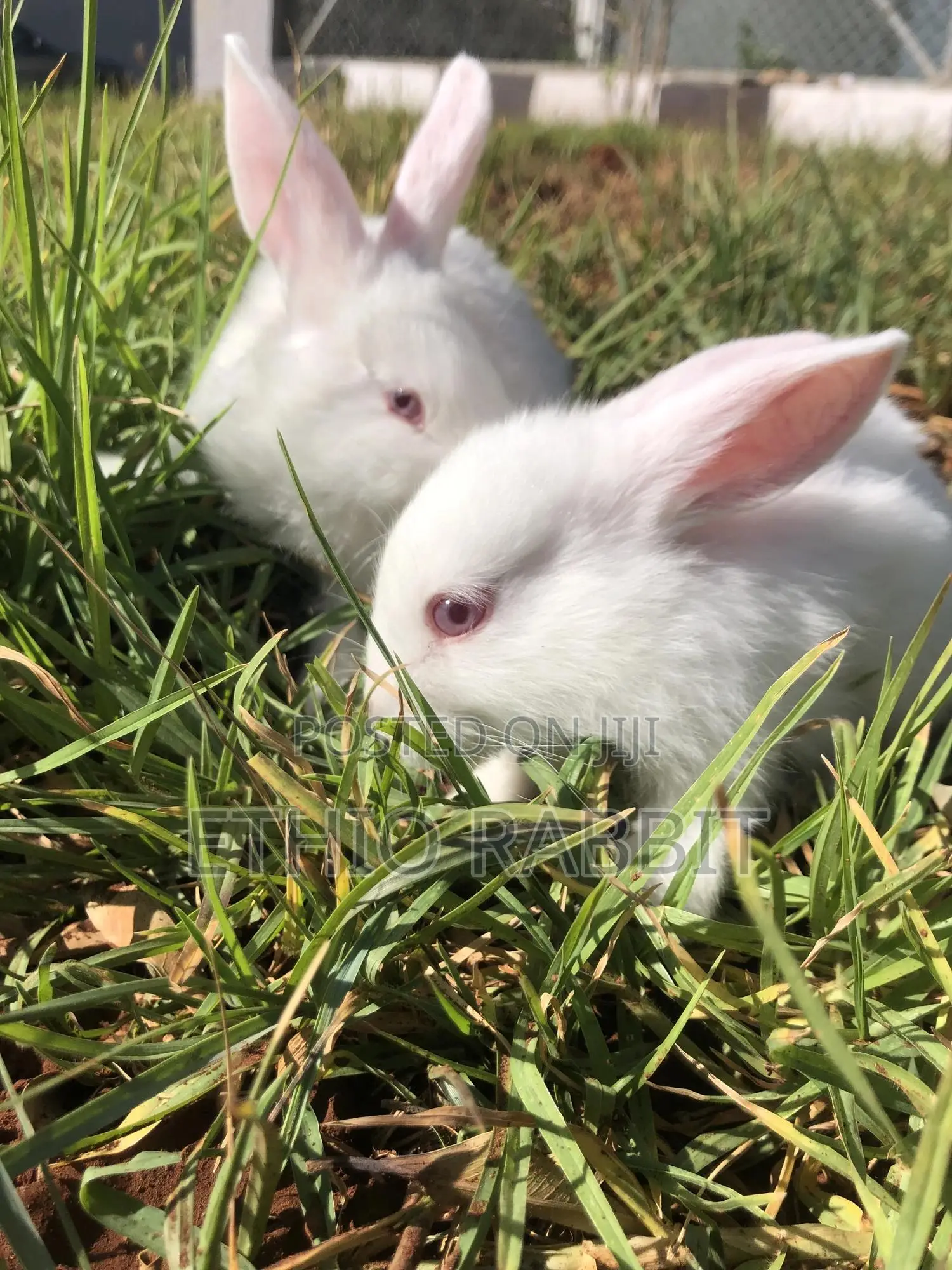 White New Zealand Rabbits