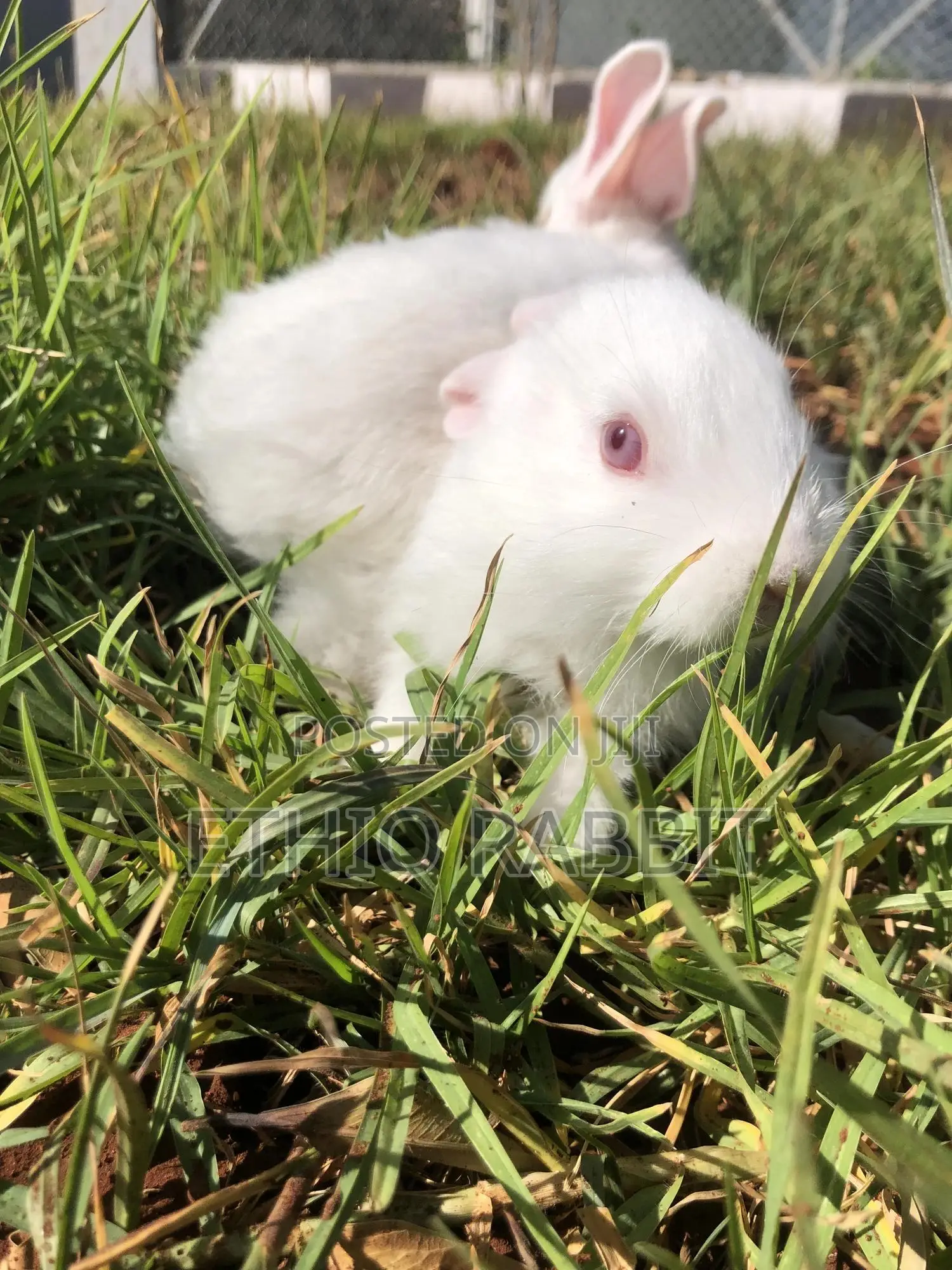White New Zealand Rabbits