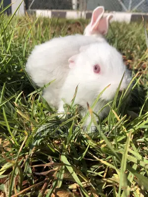 White New Zealand Rabbits