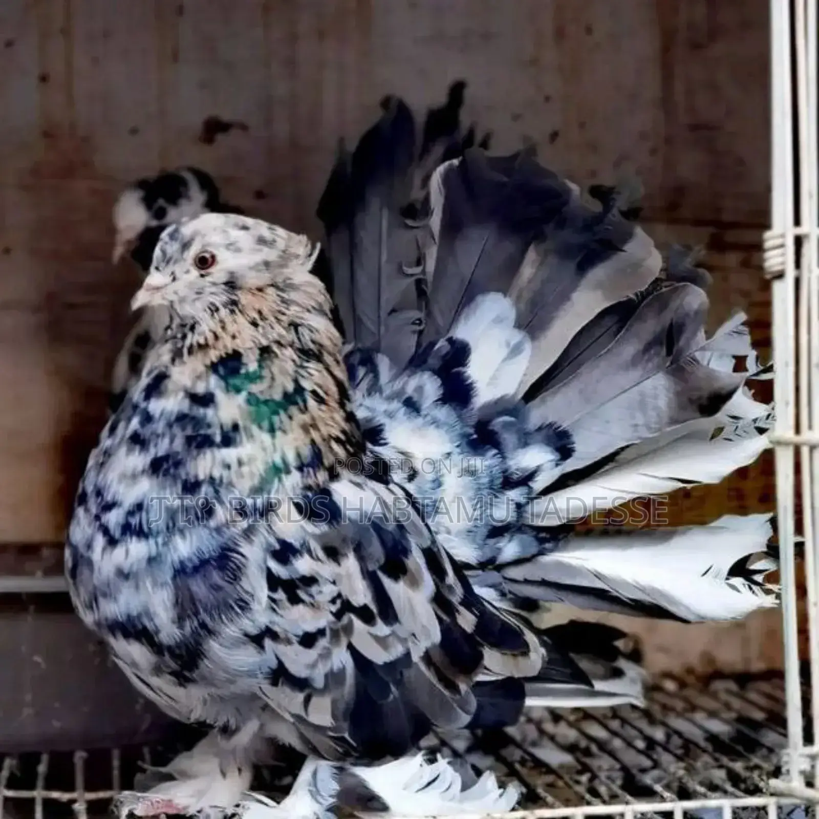 Quality Almond Jumbo Size Indian Fantail