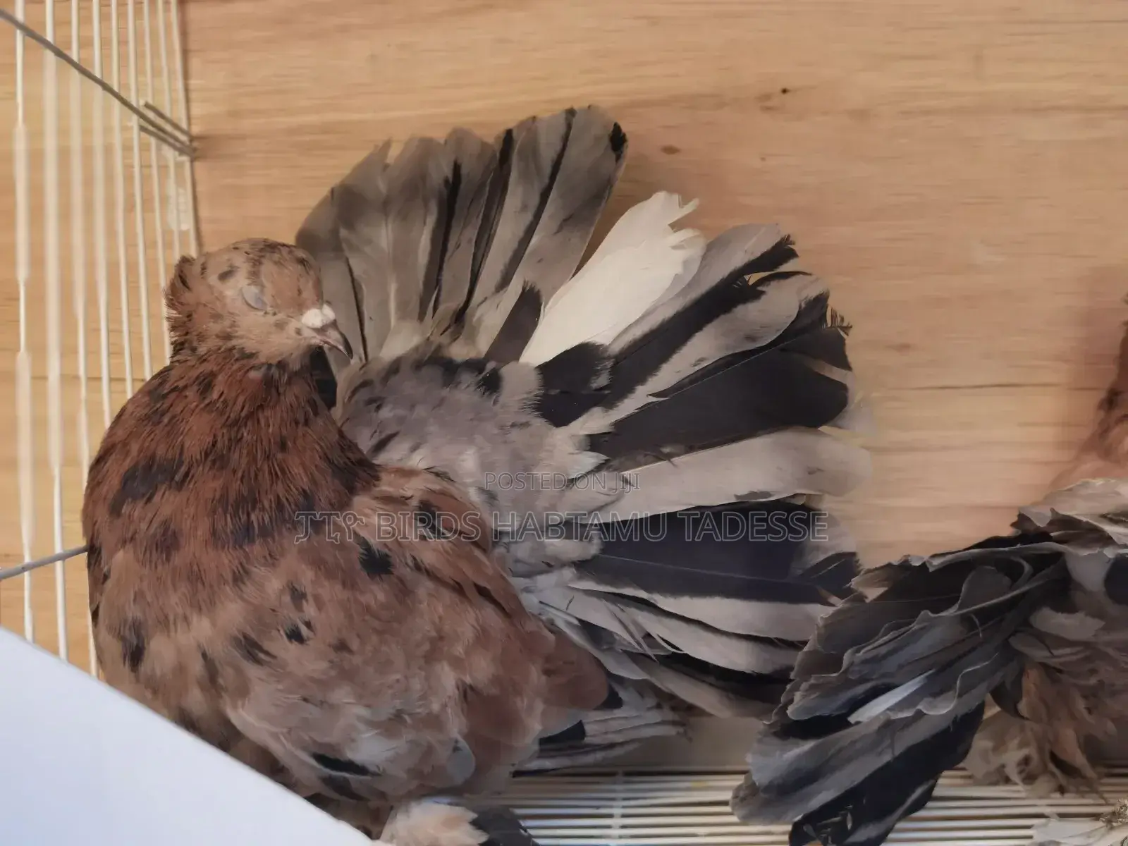 Top Quality Jumbo Size Almond Indian Fantails