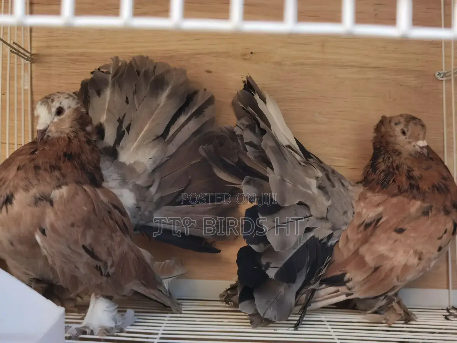 Top Quality Jumbo Size Almond Indian Fantails