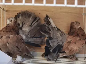 Top Quality Jumbo Size Almond Indian Fantails