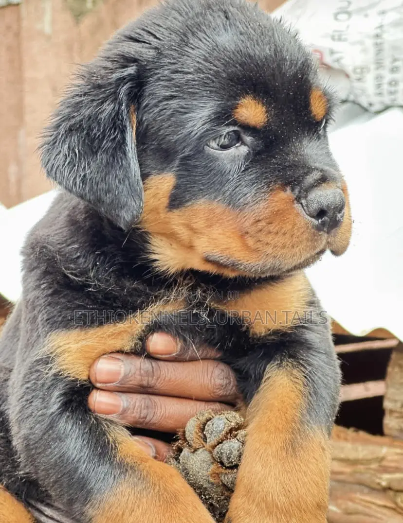 1-3 months Male Purebred Rottweiler